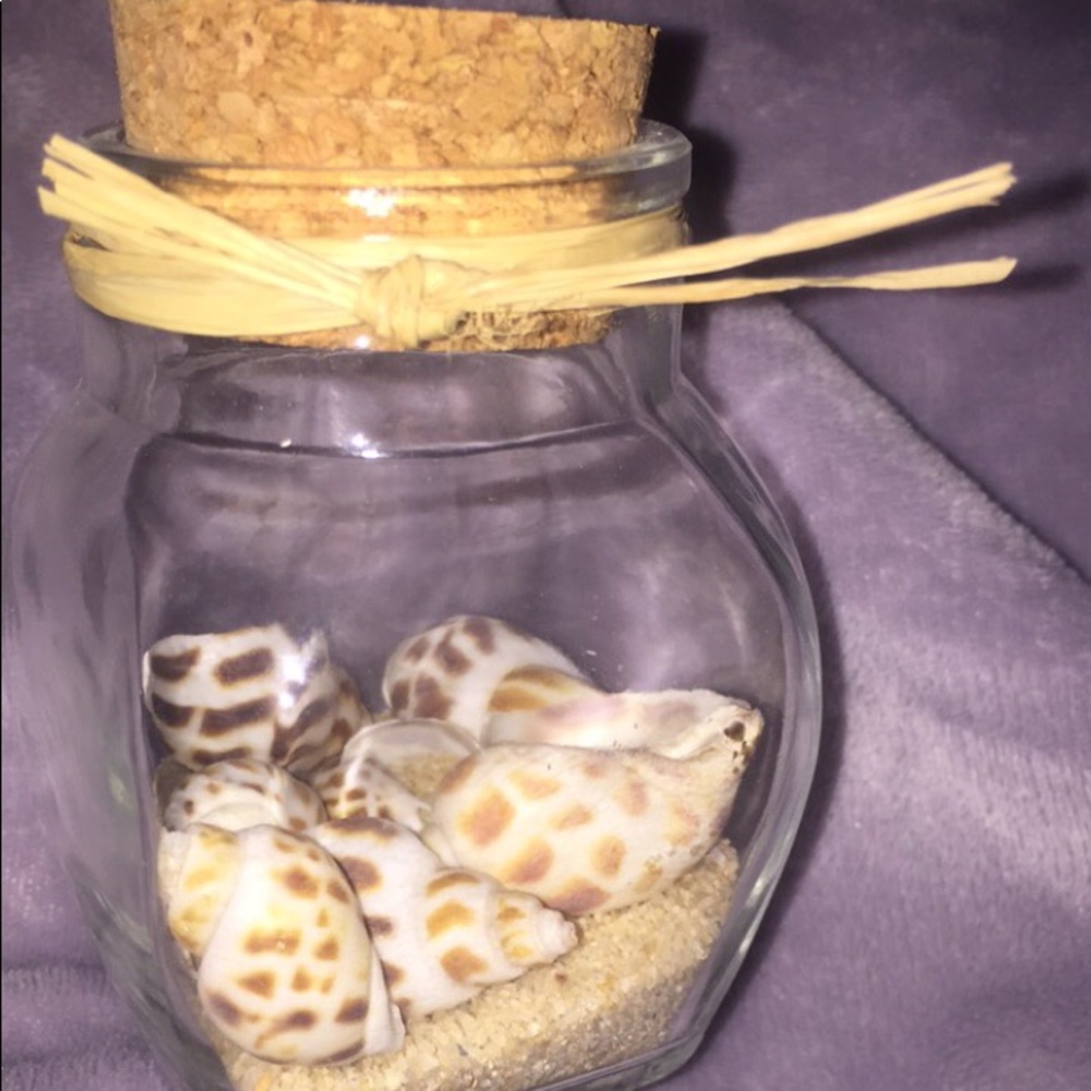 cute sea shell decor
